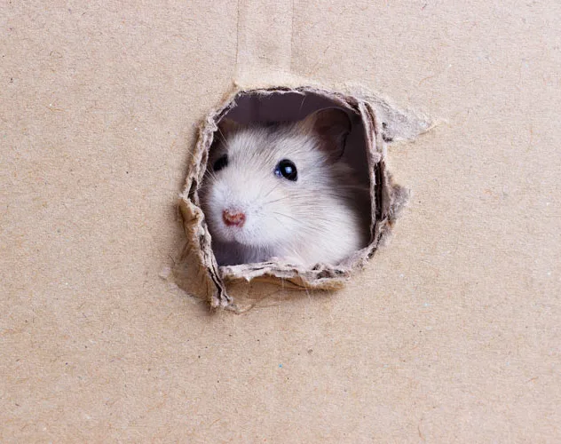 Pequeño hamster mira a través de un agujero redondo de una caja de cartón